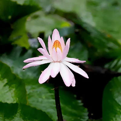 科学上网利器：SS与V2Ray订阅服务器全方位使用指南