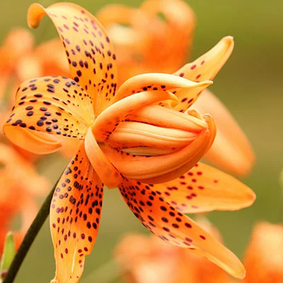 梅林固件科学上网全攻略：从模式选择到实战配置