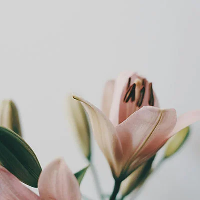 11月19日|22.6M/S，Clash节点/Shadowrocket节点/SSR节点/V2ray节点|免费订阅机场|每天更新免费梯子