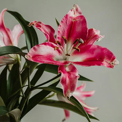 突破数字边界：Clash代理全面指南与大陆网络限制的智慧应对