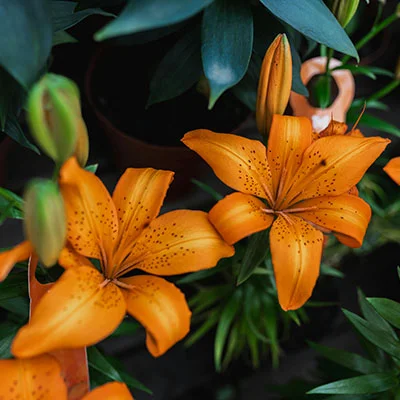 手机翻墙科学上网工具完整指南：实现安全与自由的网络体验