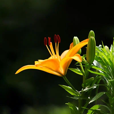 全面解析：如何结合使用芒果云与V2Ray提升网络安全与隐私保护